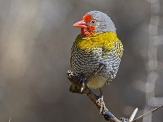 Adulte mâle - Dylan Vasapolli - Birding Ecotours - ML212031651