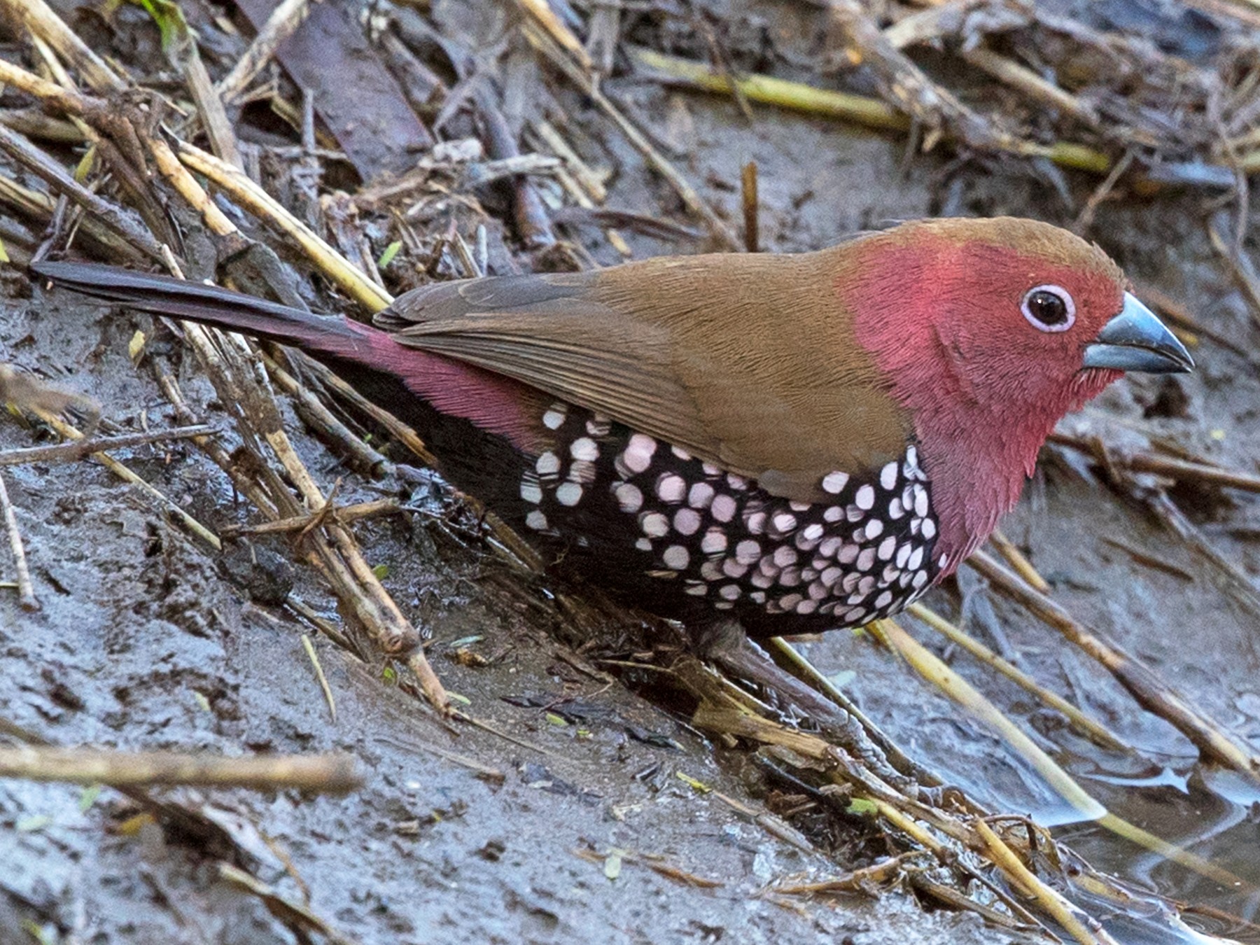 Pink-throated Twinspot - David Irving