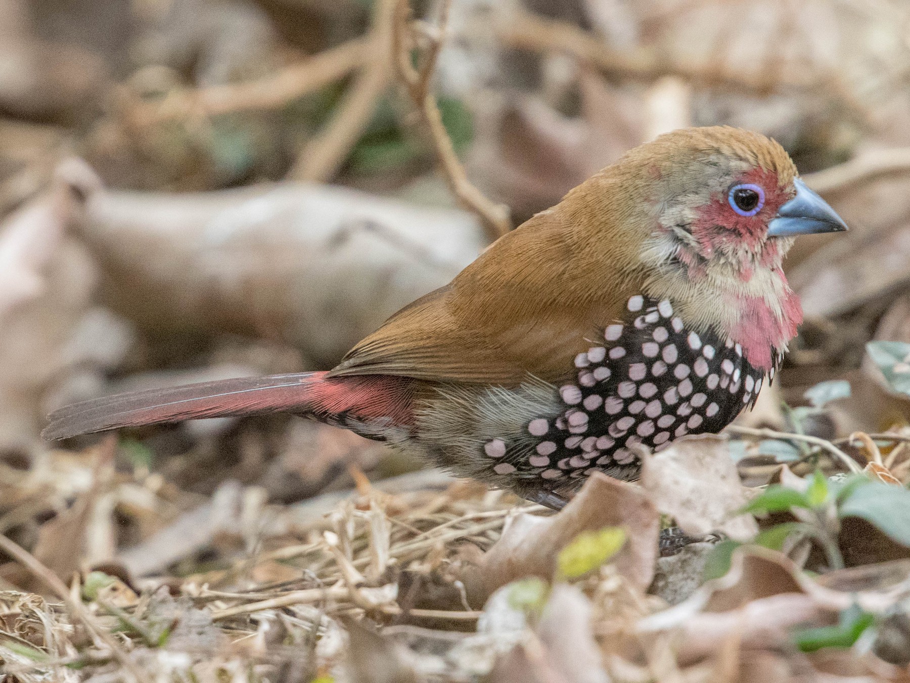 Pink-throated Twinspot - eBird