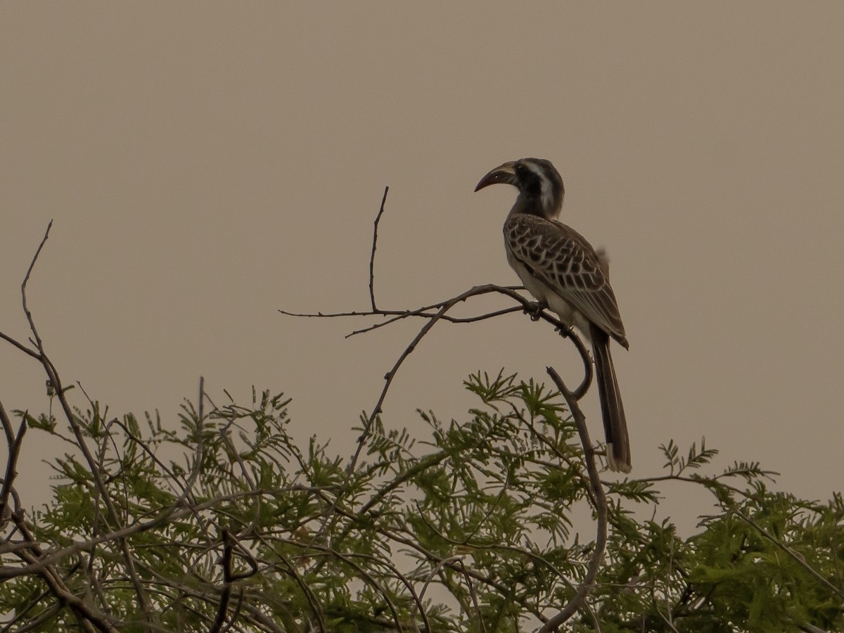 African Gray Hornbill - John Tebbet