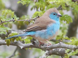 フナシセイキチョウ - eBird