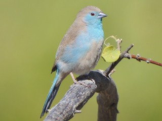 フナシセイキチョウ - eBird