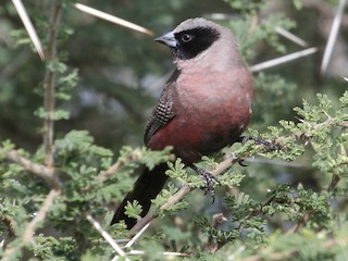  - Black-faced Waxbill