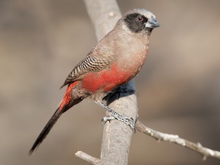  - Black-faced Waxbill