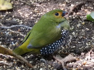 Female (Green-breasted) - Anonymous - ML212035711