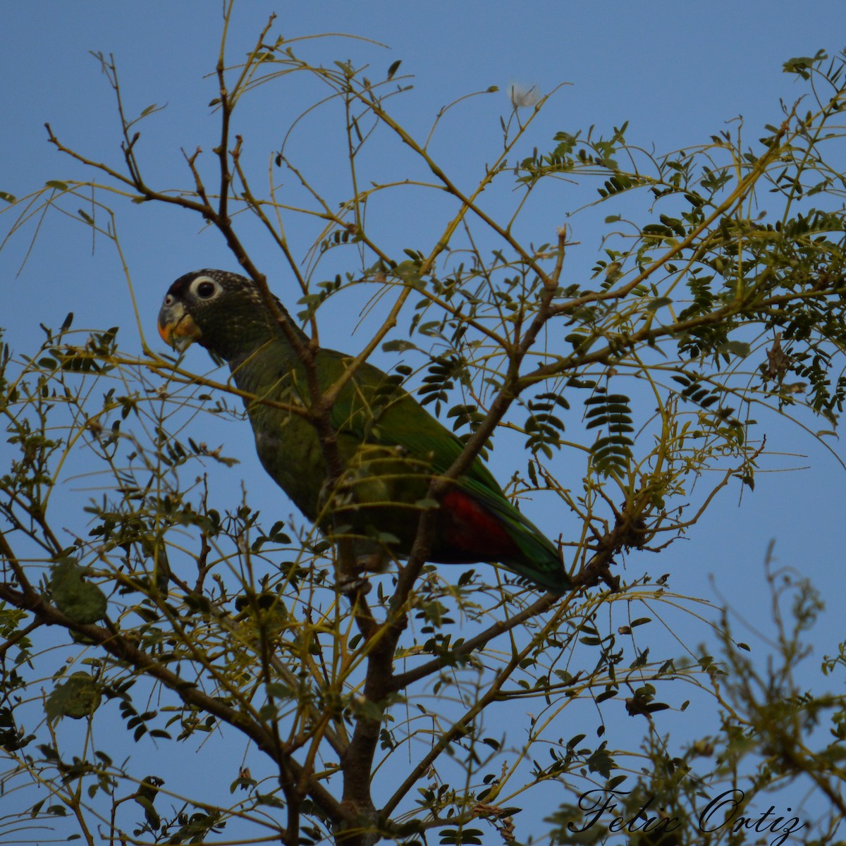 Scaly-headed Parrot - ML212036531