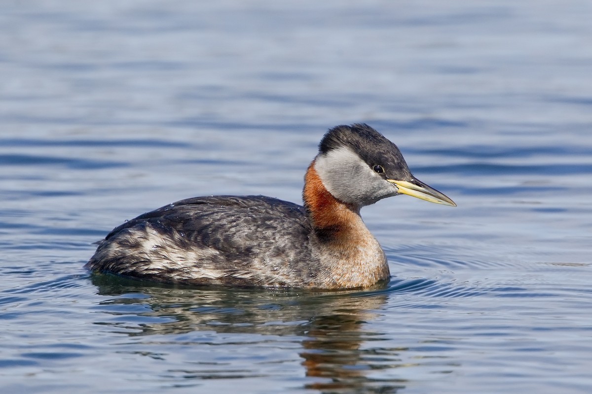 Red-necked Grebe - Bob MacDonnell