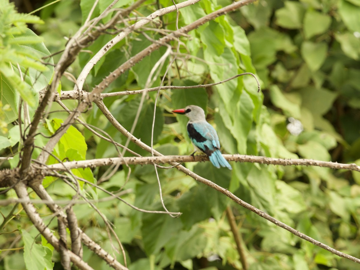 Woodland Kingfisher - John Tebbet