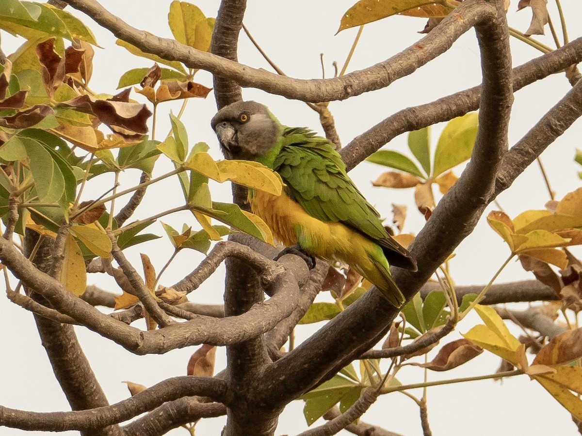 Senegal Parrot - John Tebbet