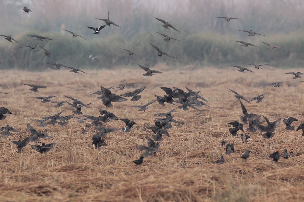 European Starling - nizar virani