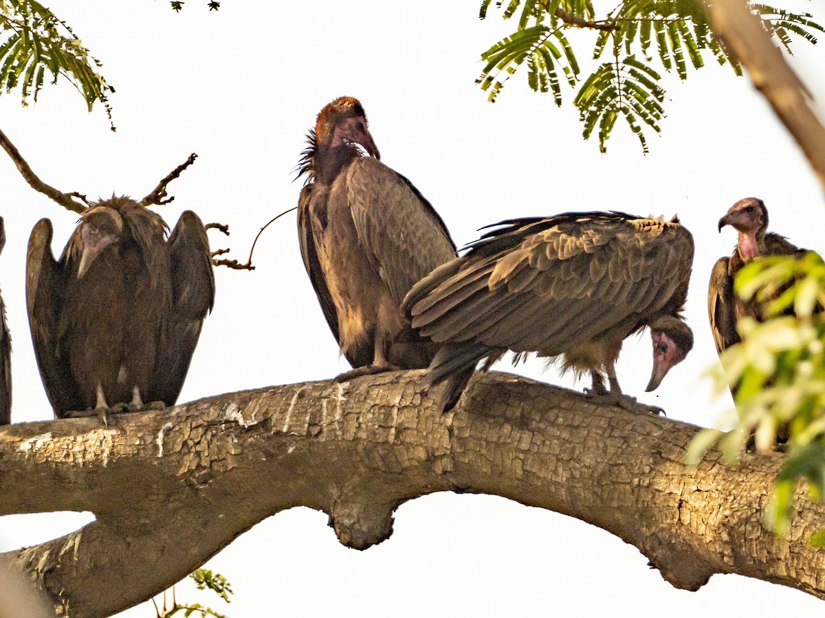 Hooded Vulture - John Tebbet