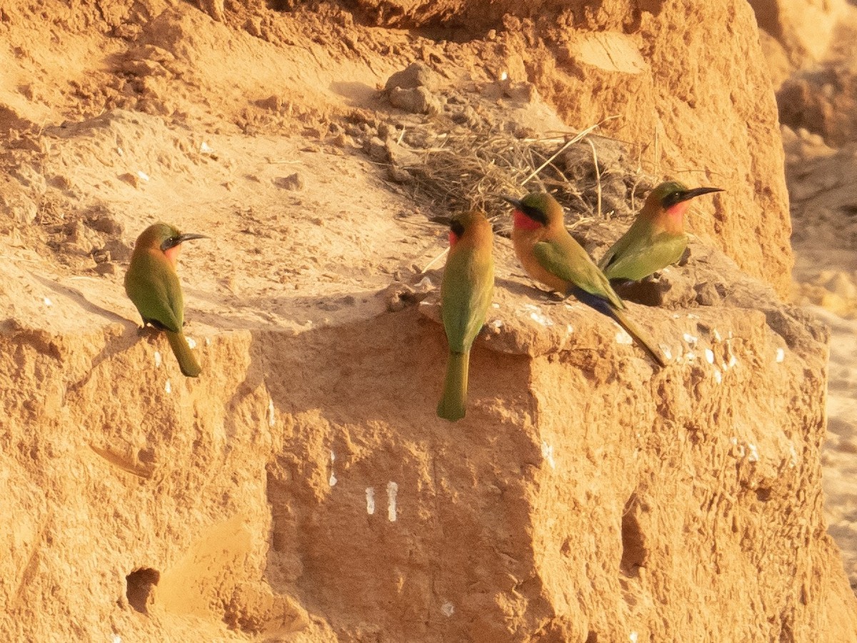 Red-throated Bee-eater - ML212042571