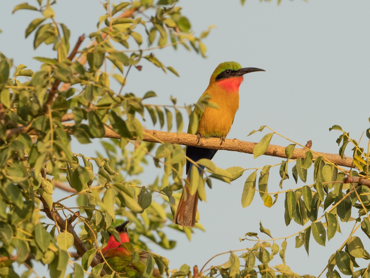 Red-throated Bee-eater - ML212042581