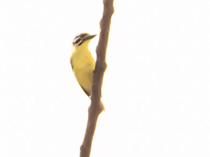 Yellow-fronted Tinkerbird - ML212042651
