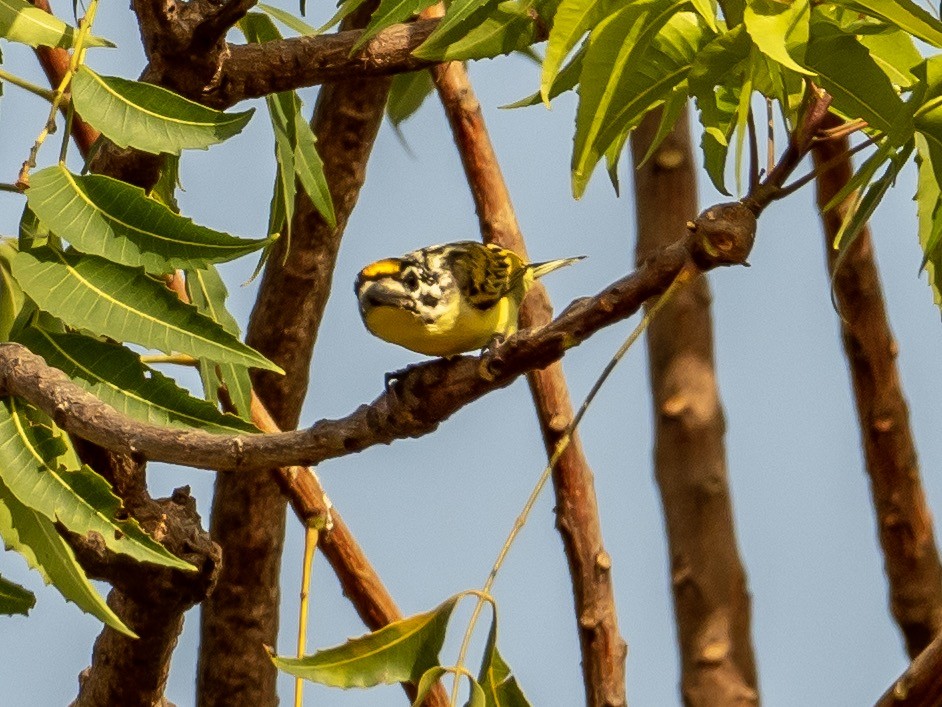 Yellow-fronted Tinkerbird - ML212042661