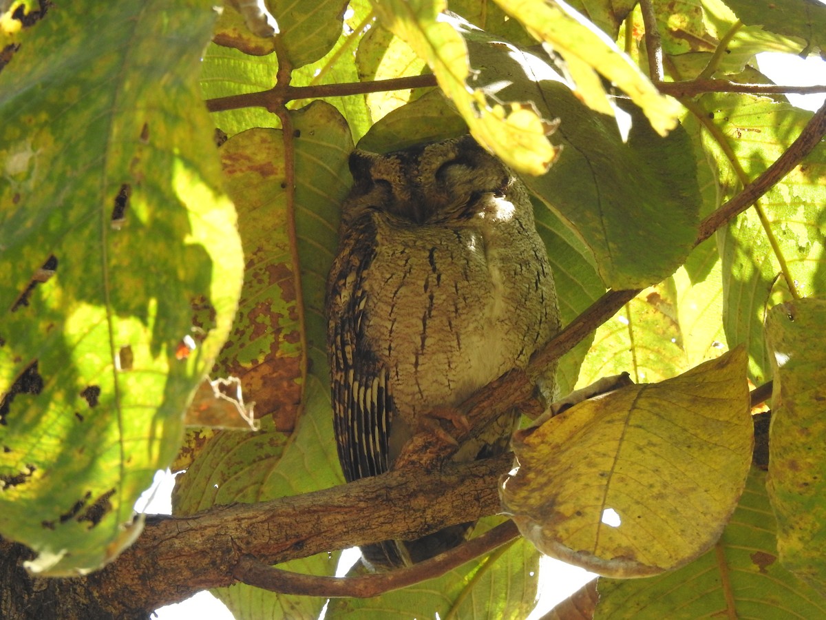 Indian Scops-Owl - Ghanshyam Prasad Bhanware