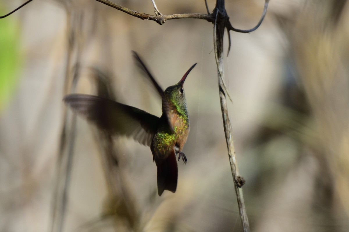 Buff-bellied Hummingbird - ML212043831
