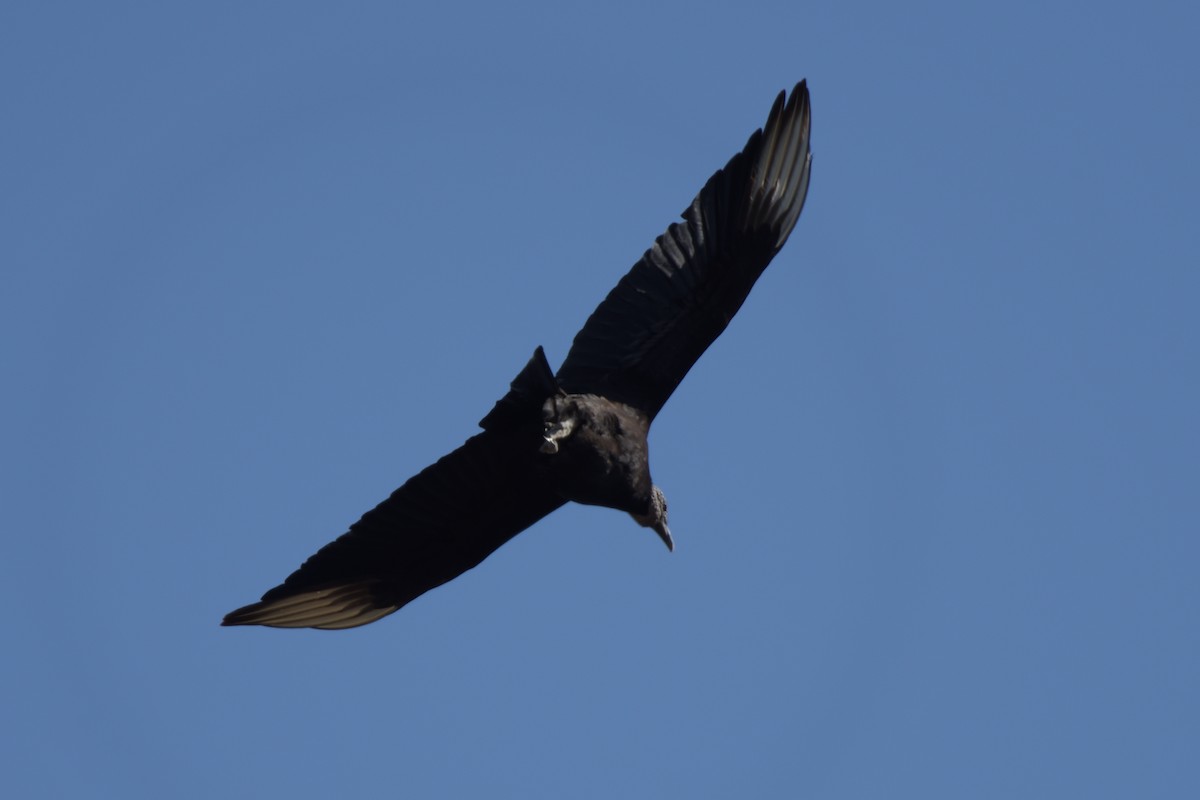 Black Vulture - ML212043891
