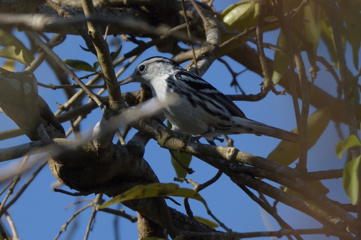 Black-and-white Warbler - ML212044441