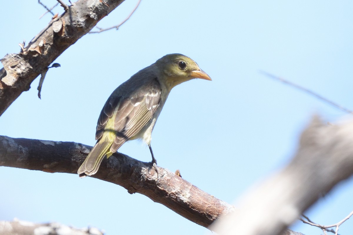Western Tanager - ML212044601