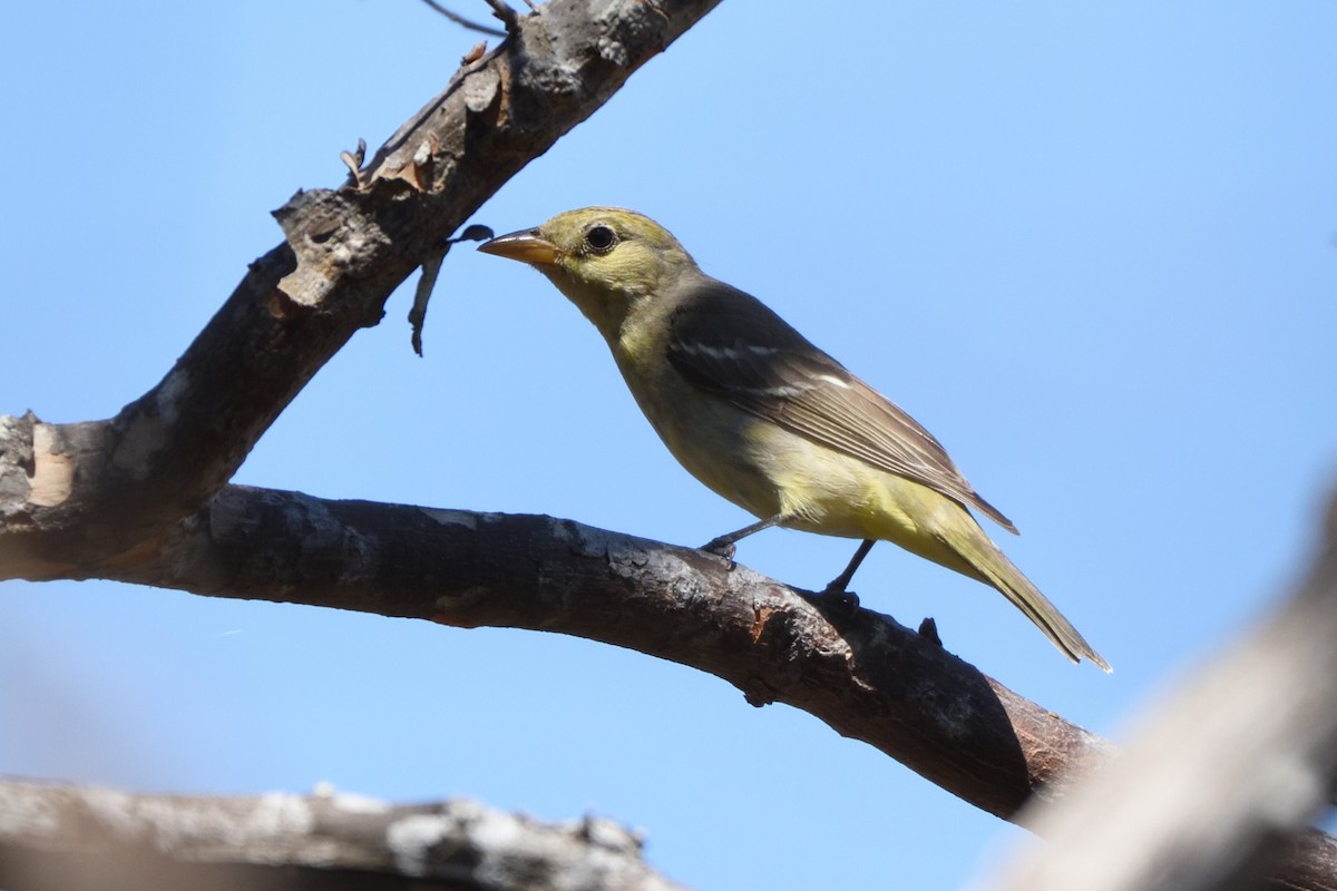 Western Tanager - ML212044611