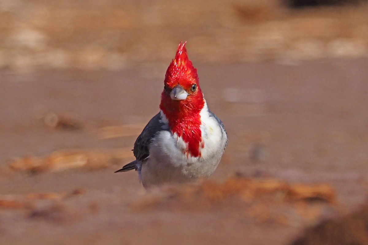 Red-crested Cardinal - ML212044851