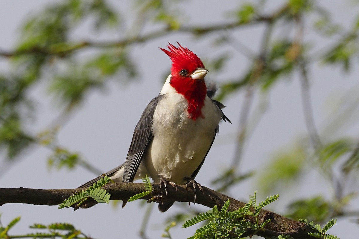 Red-crested Cardinal - ML212044871