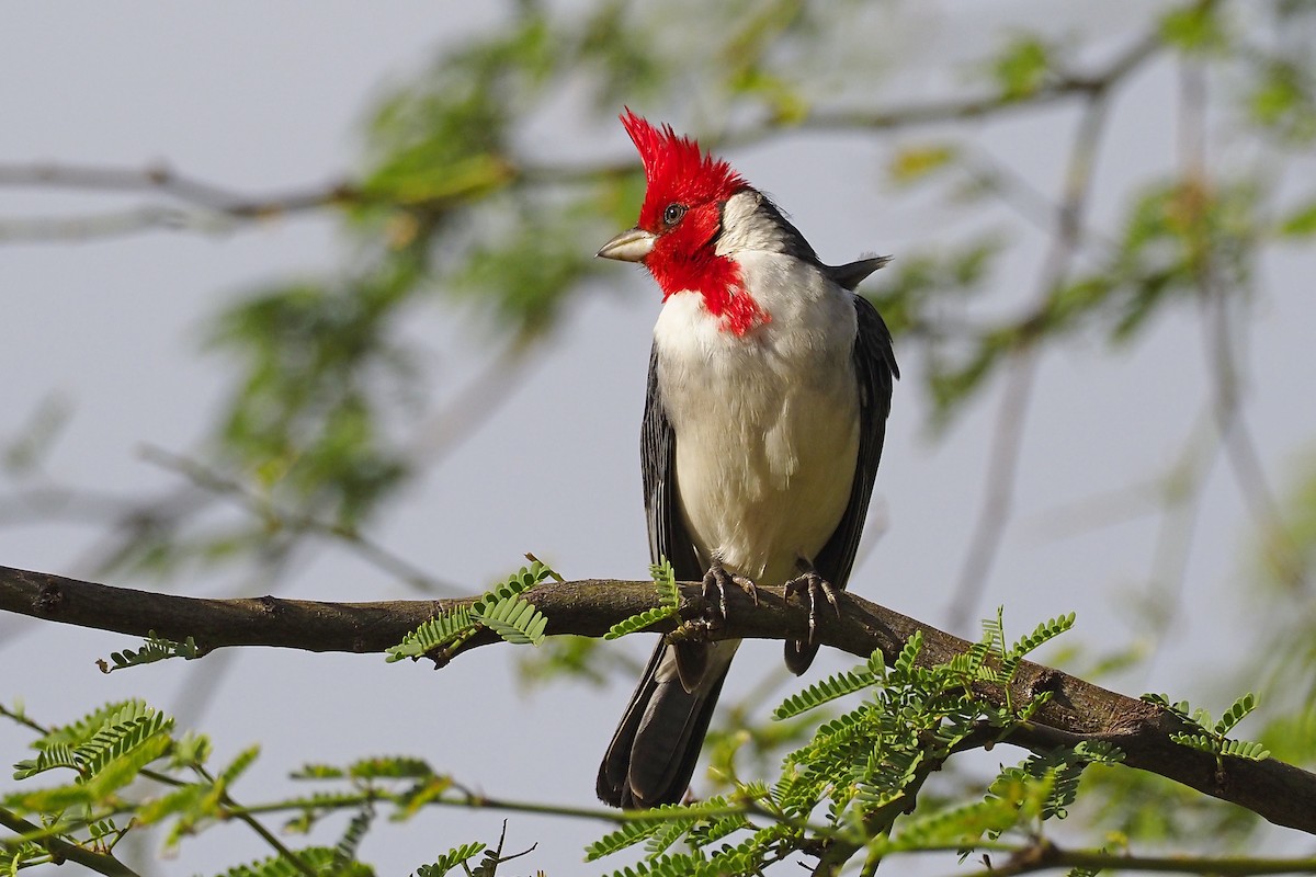Red-crested Cardinal - ML212044881