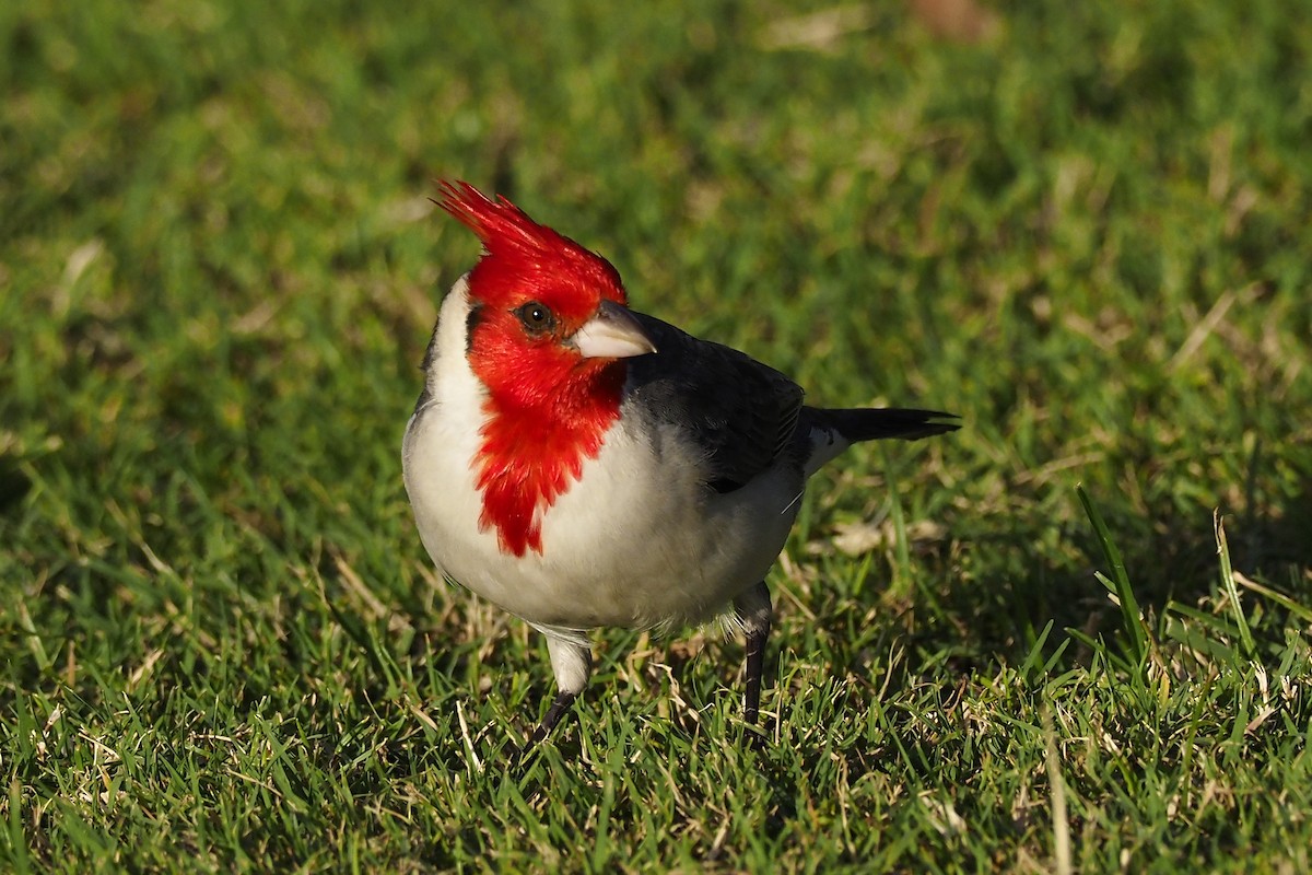 Red-crested Cardinal - Donna Pomeroy