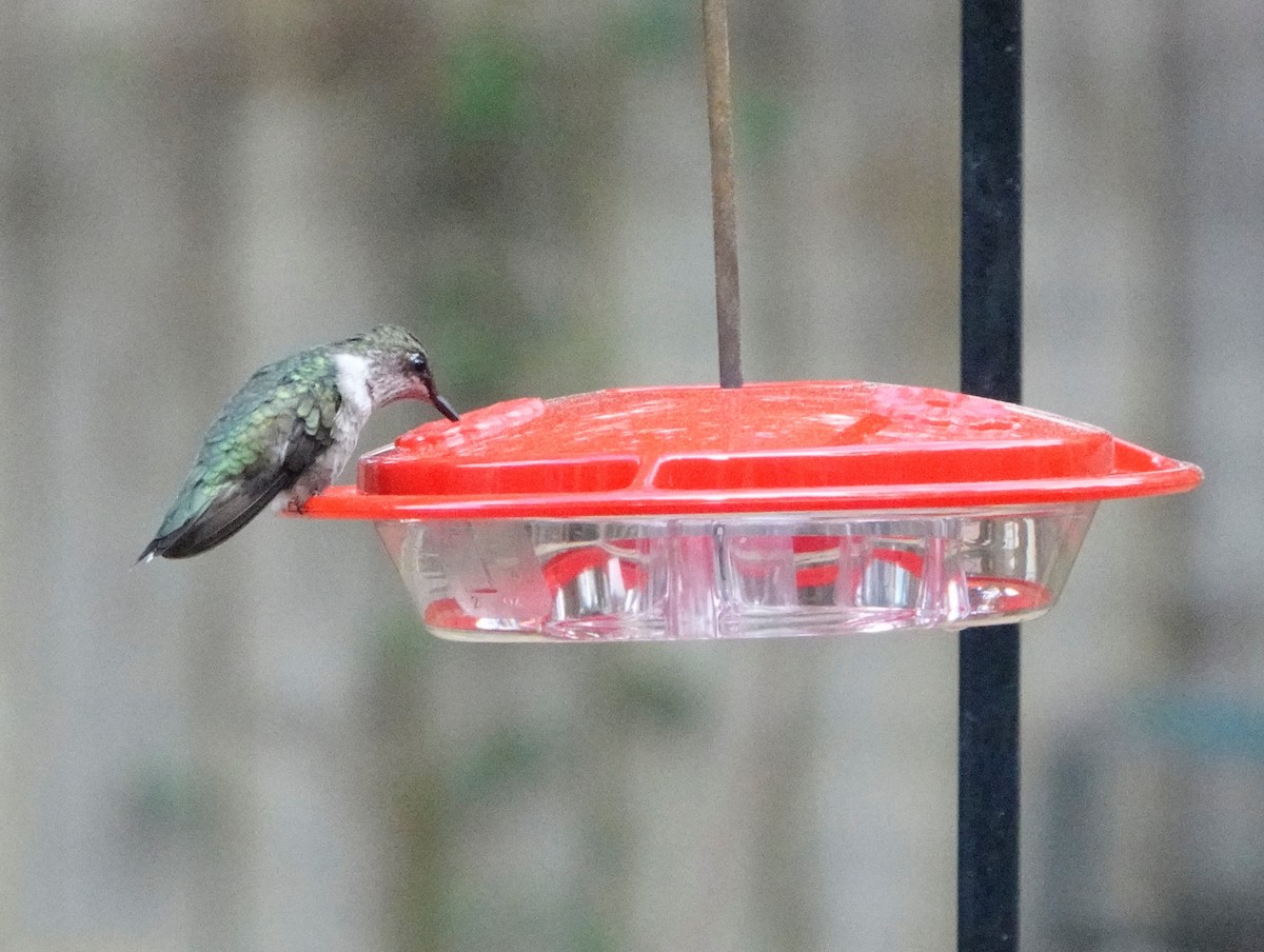 Ruby-throated Hummingbird - Allison Graves