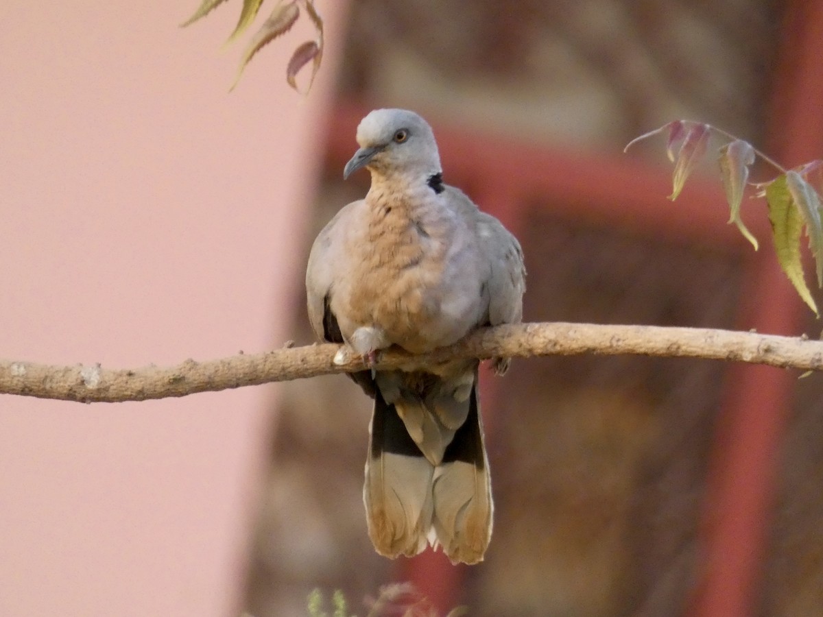 Mourning Collared-Dove - ML212049821