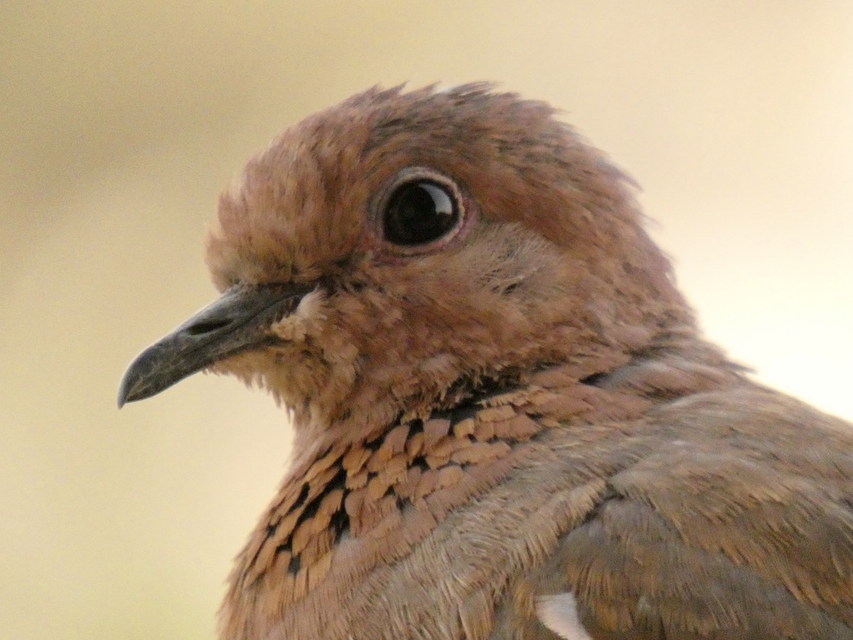 Laughing Dove - ML212049881