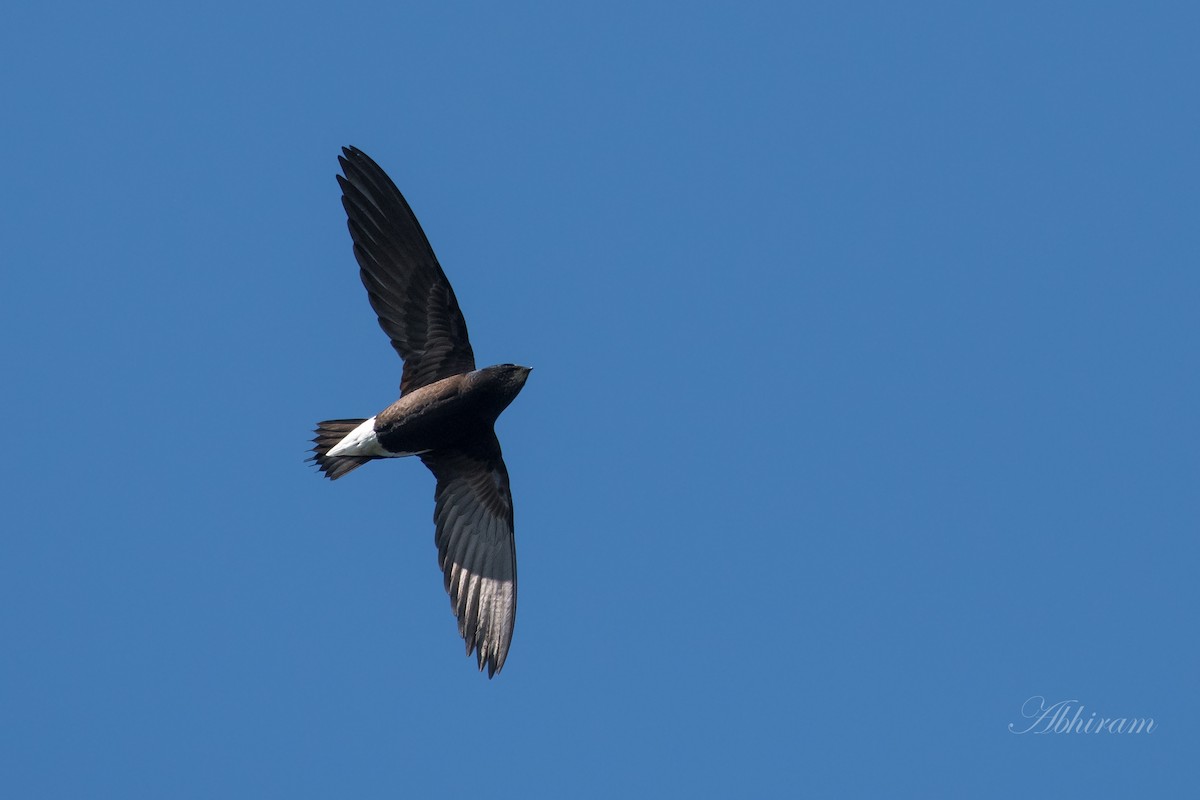 Brown-backed Needletail - ML212050371