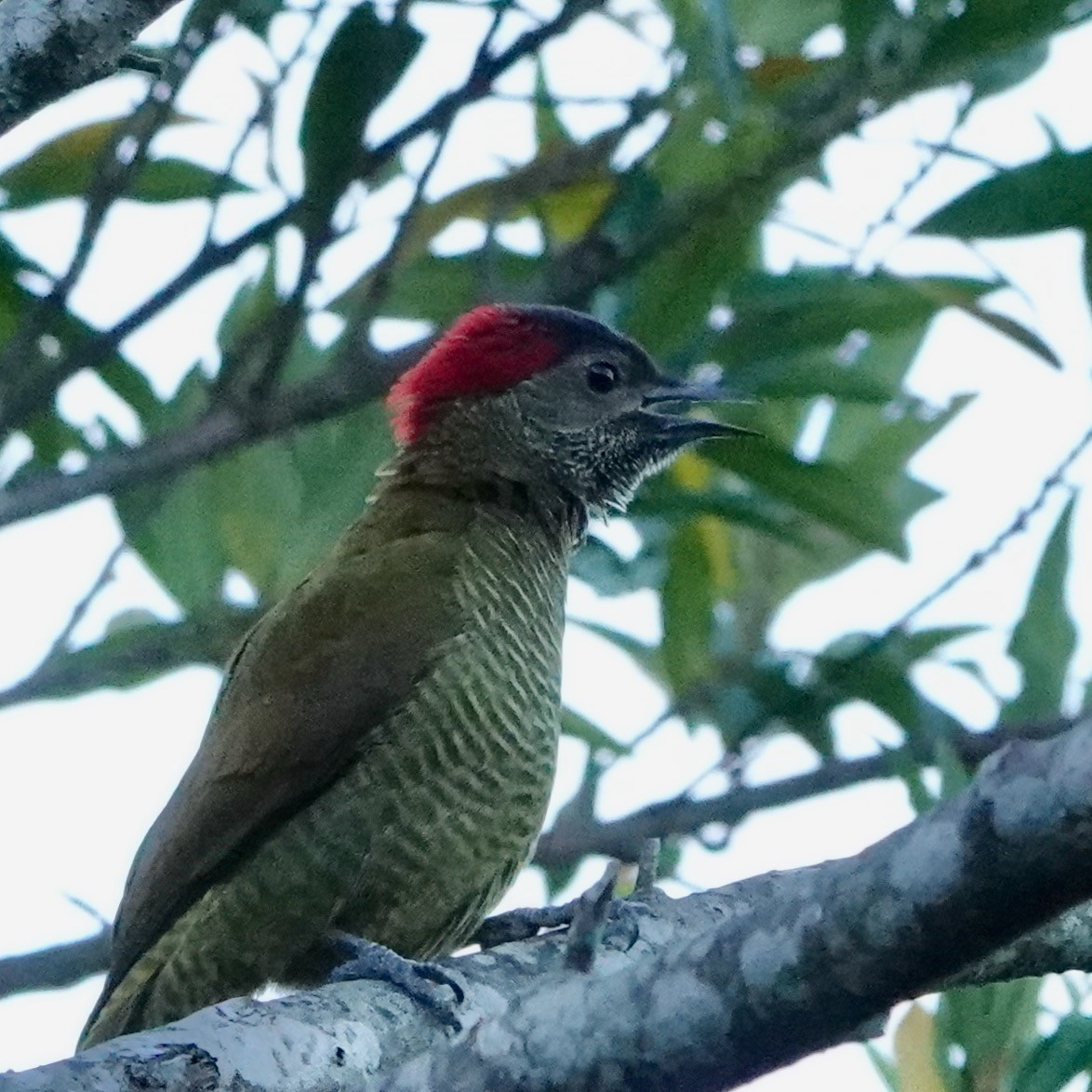 Golden-olive Woodpecker - ML212051391