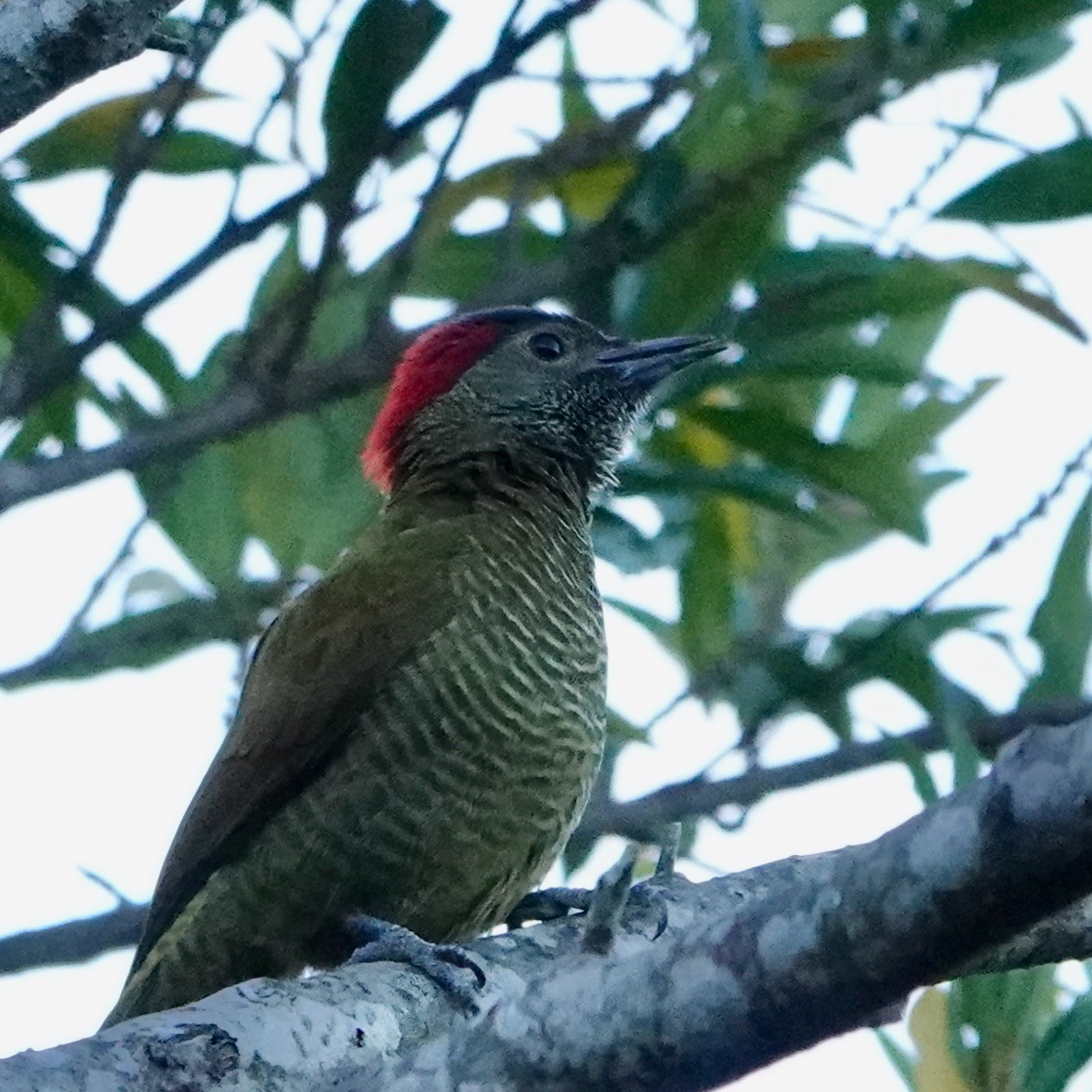 Golden-olive Woodpecker - ML212051401