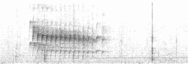 Weißbinden-Ameisenvogel - ML212061341