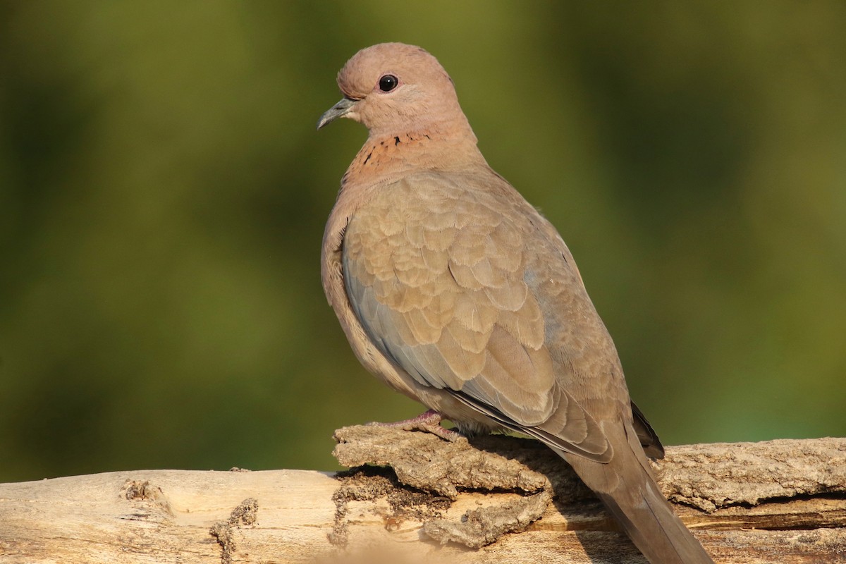 Laughing Dove - ML212066281