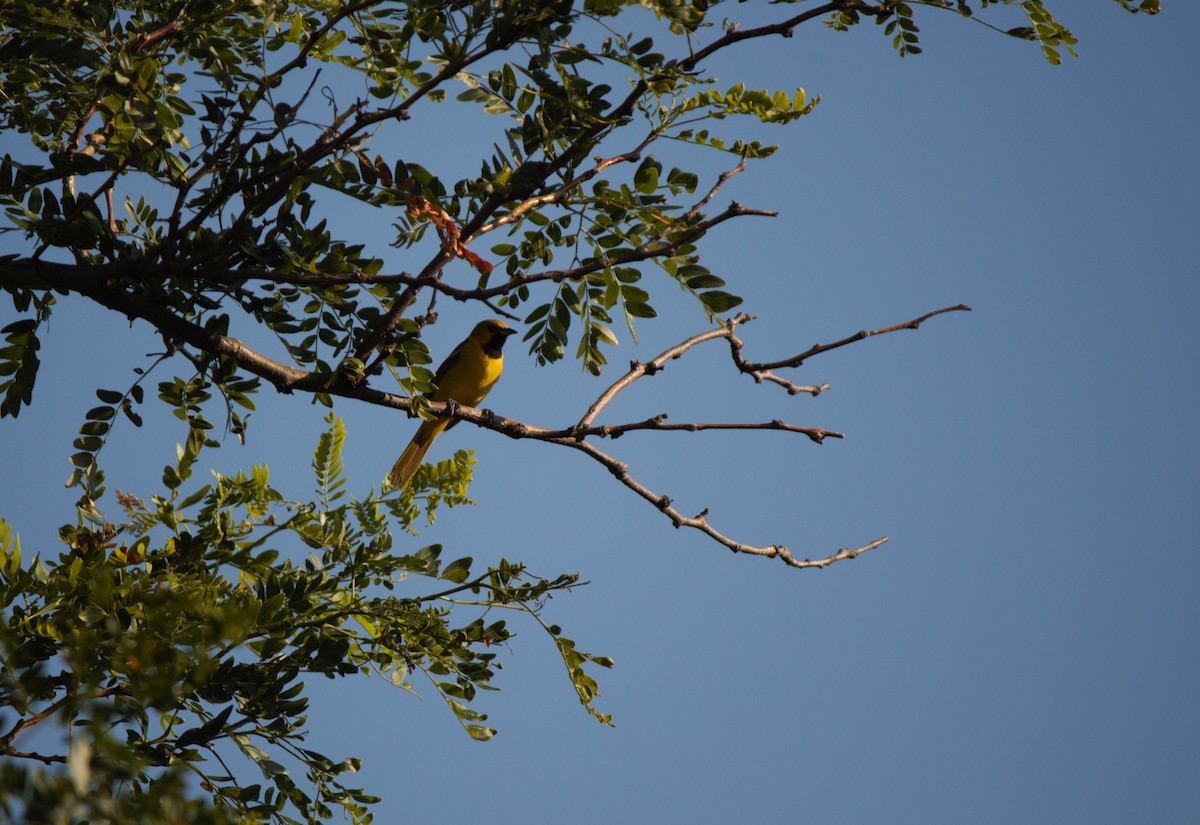 Orchard Oriole - Reed Gorner