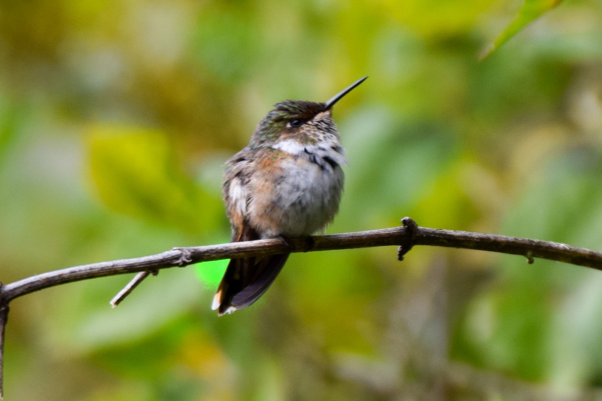 Scintillant Hummingbird - Alison Bentley