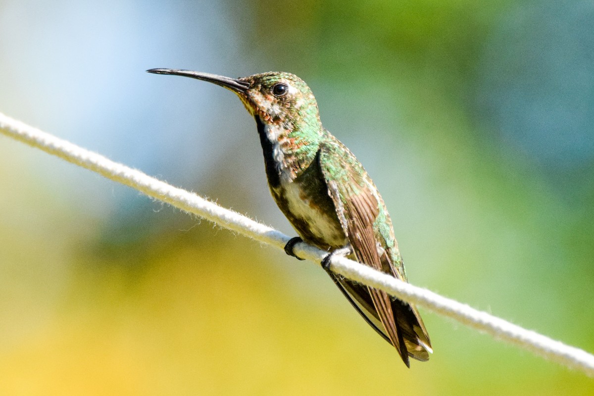 kolibřík panamský - ML212071041