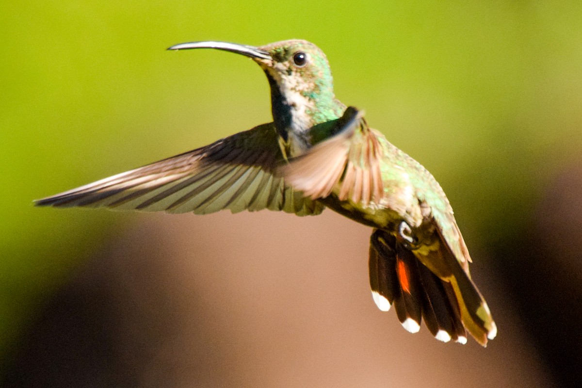 kolibřík panamský - ML212071171