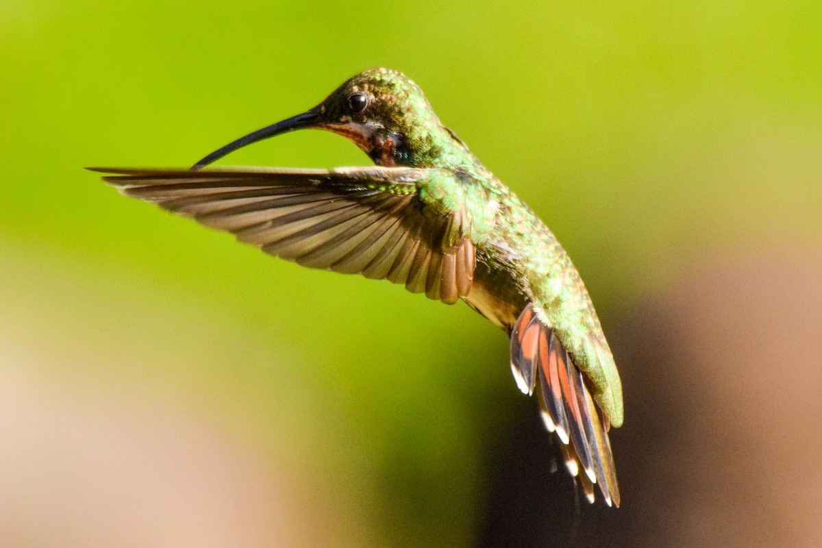 kolibřík panamský - ML212071291