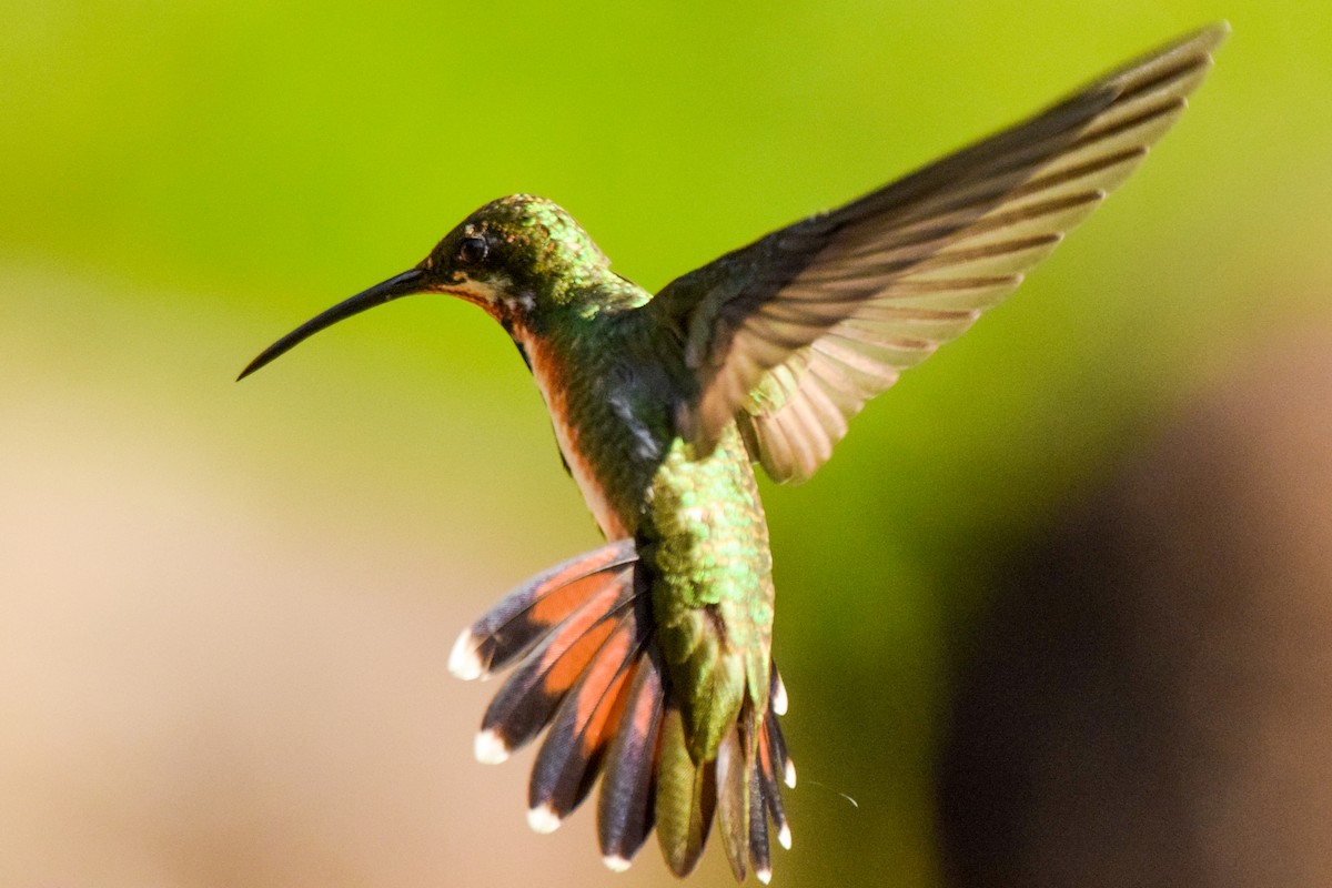 kolibřík panamský - ML212071301