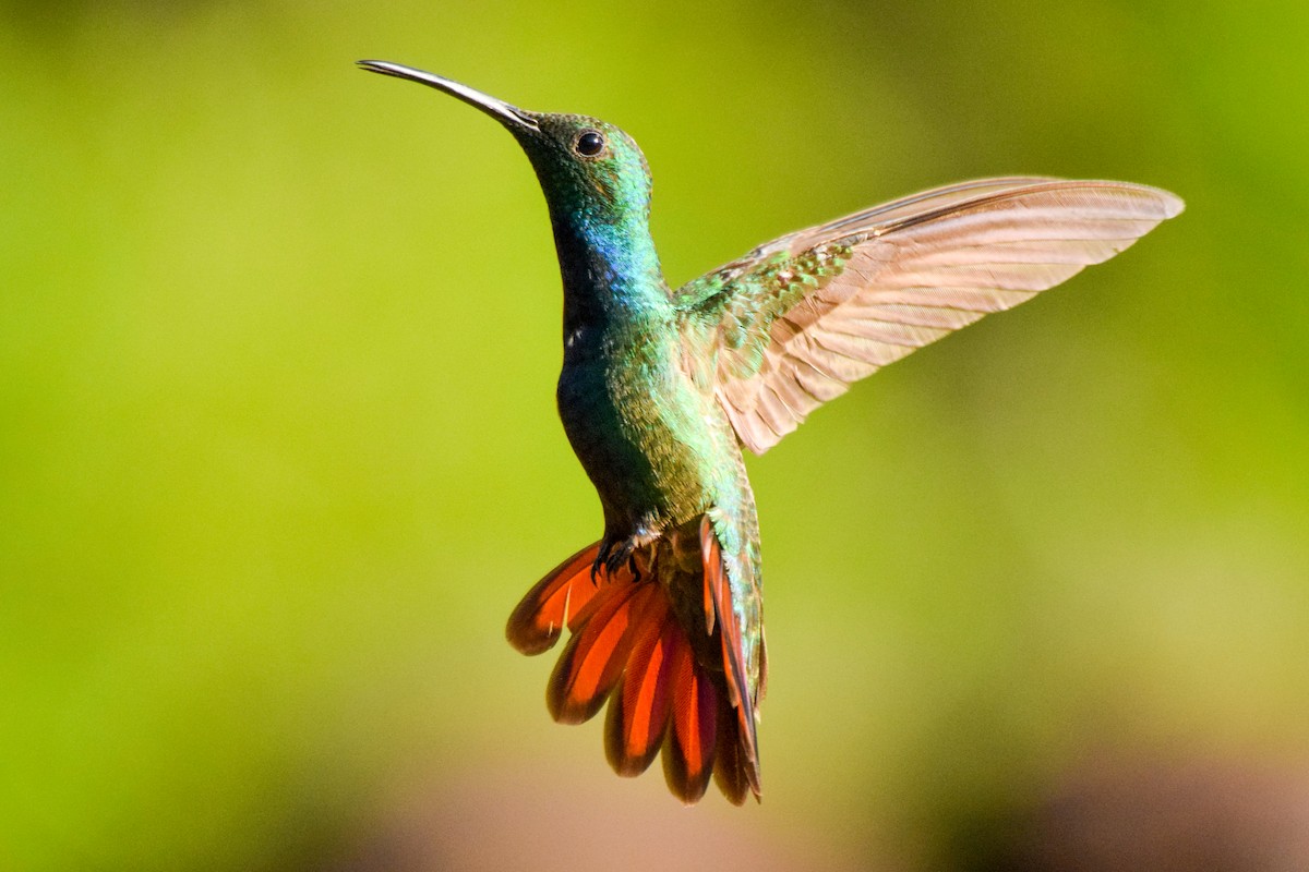 kolibřík panamský - ML212071381