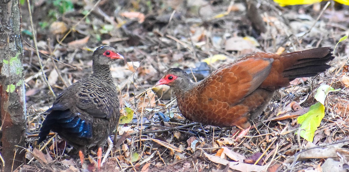 Red Spurfowl - Dr. ADIL A