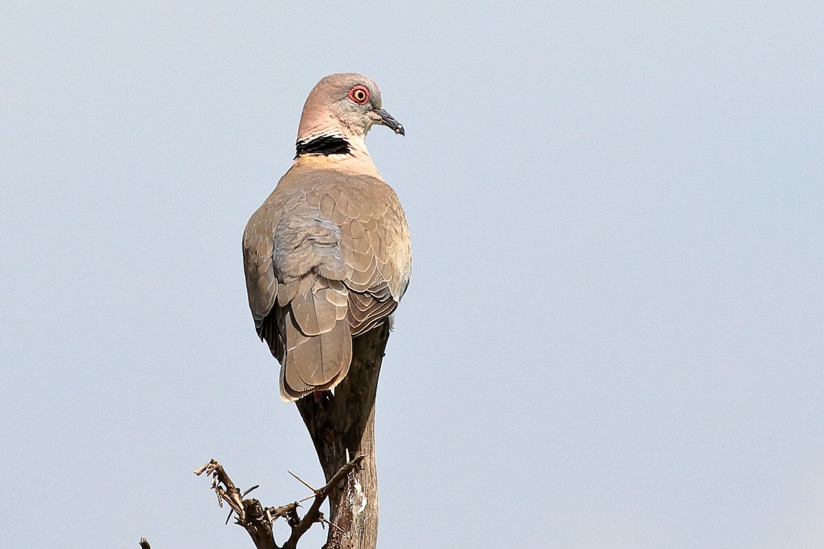 Mourning Collared-Dove - Michael Ortner