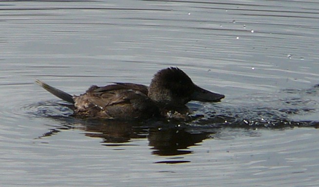 Andean Duck - ML21207641
