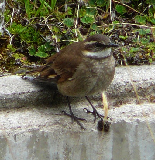 Chestnut-winged Cinclodes - ML21207651