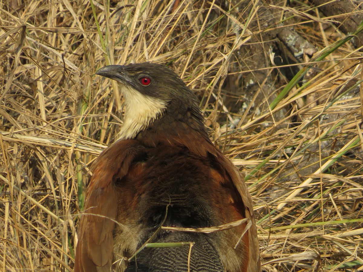 White-browed Coucal - ML212078671