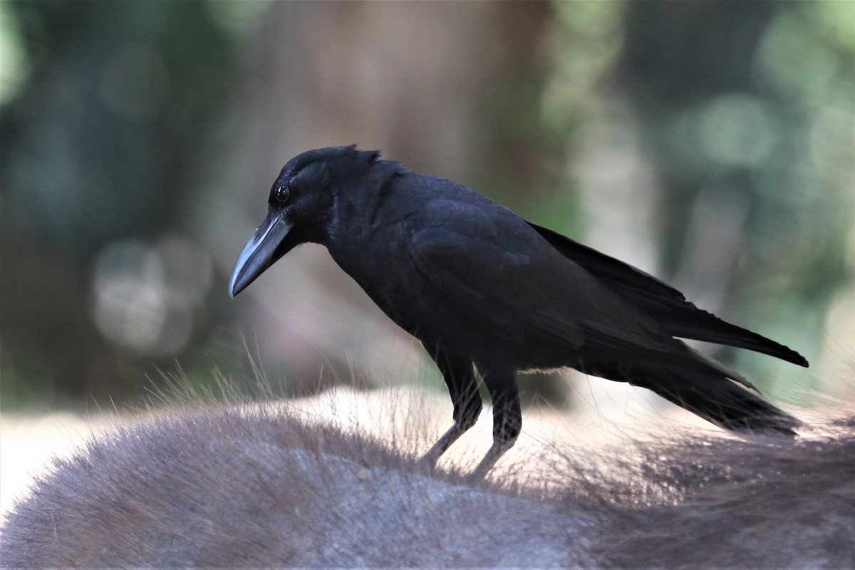 Large-billed Crow - Chuck Gates